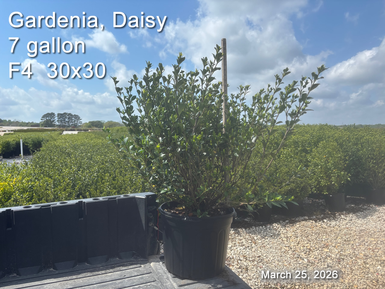 gallery/gdai7 f4 mar25.jpg